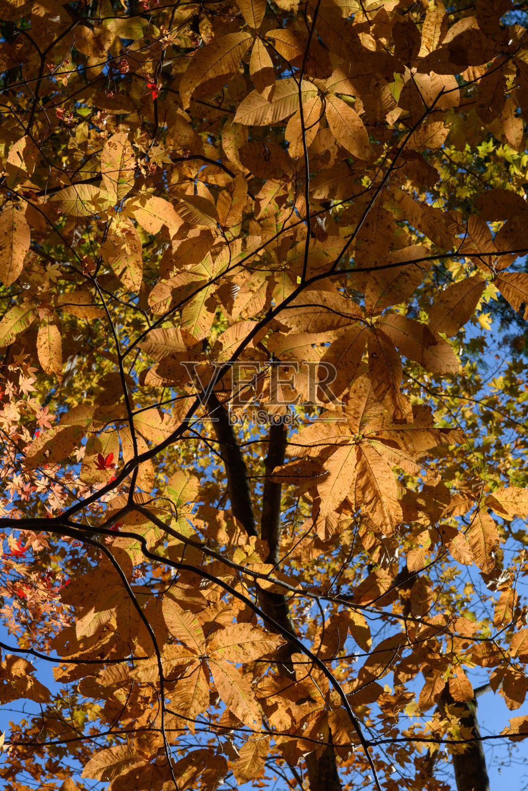 大沼公园的秋叶照片摄影图片