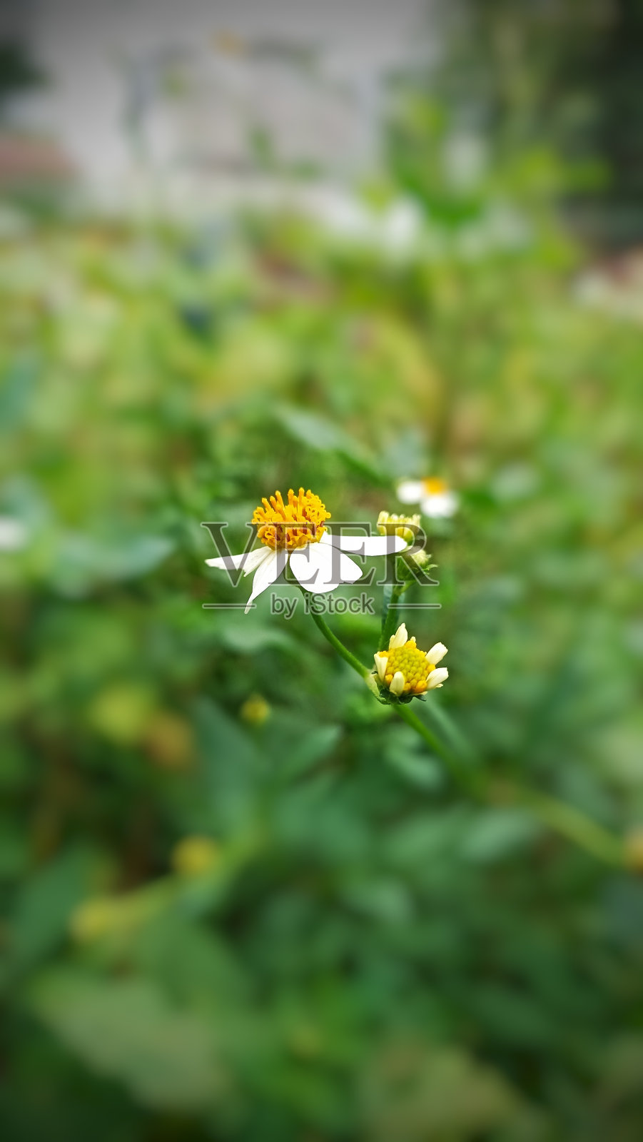 白色的野花在后花园中生长和盛开照片摄影图片