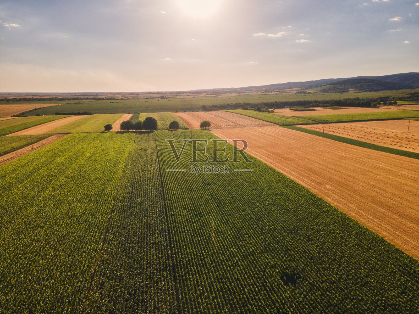夕阳下，无人机拍摄的绿色玉米田照片摄影图片