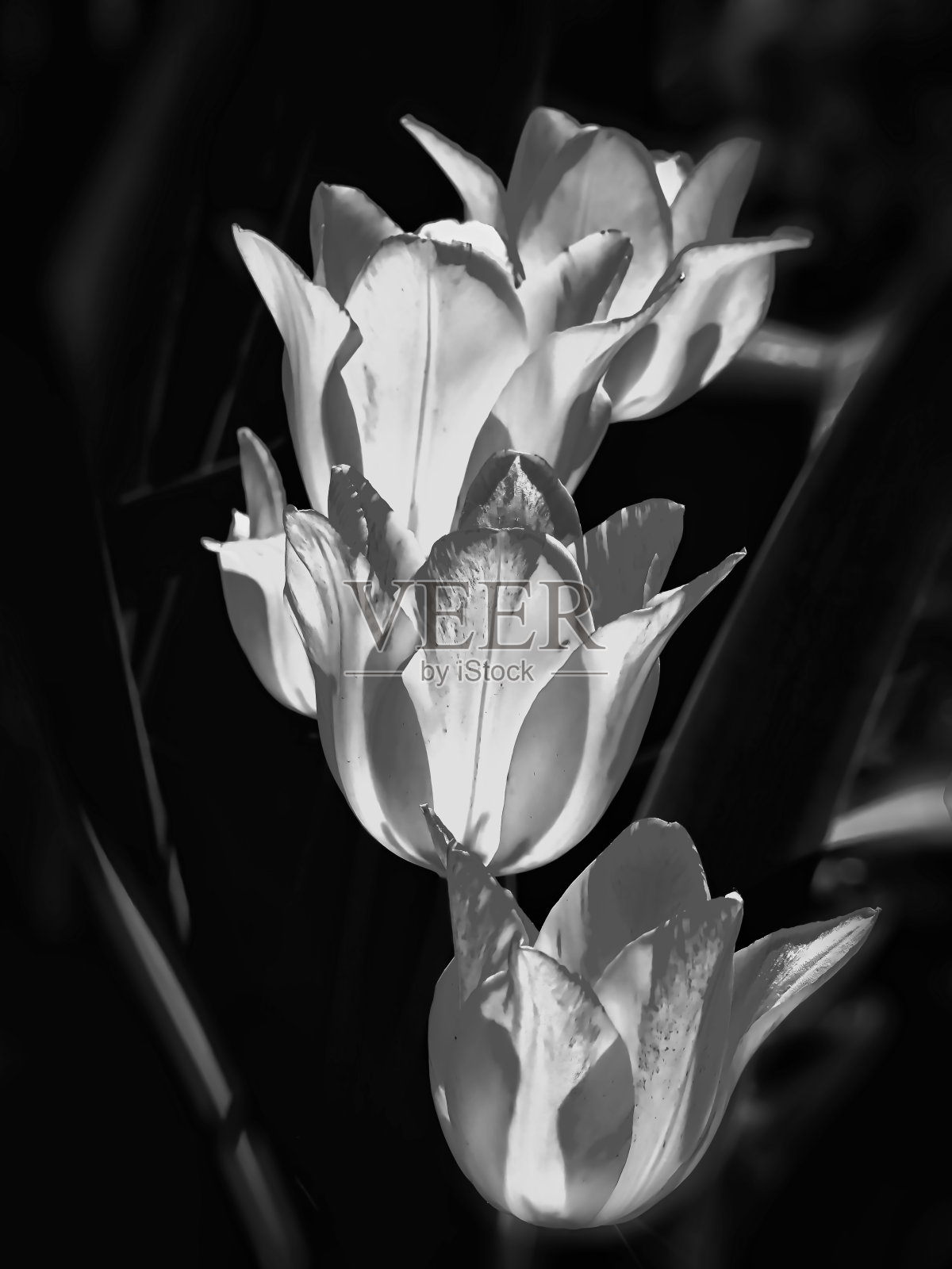 光在郁金香花上的反射照片摄影图片