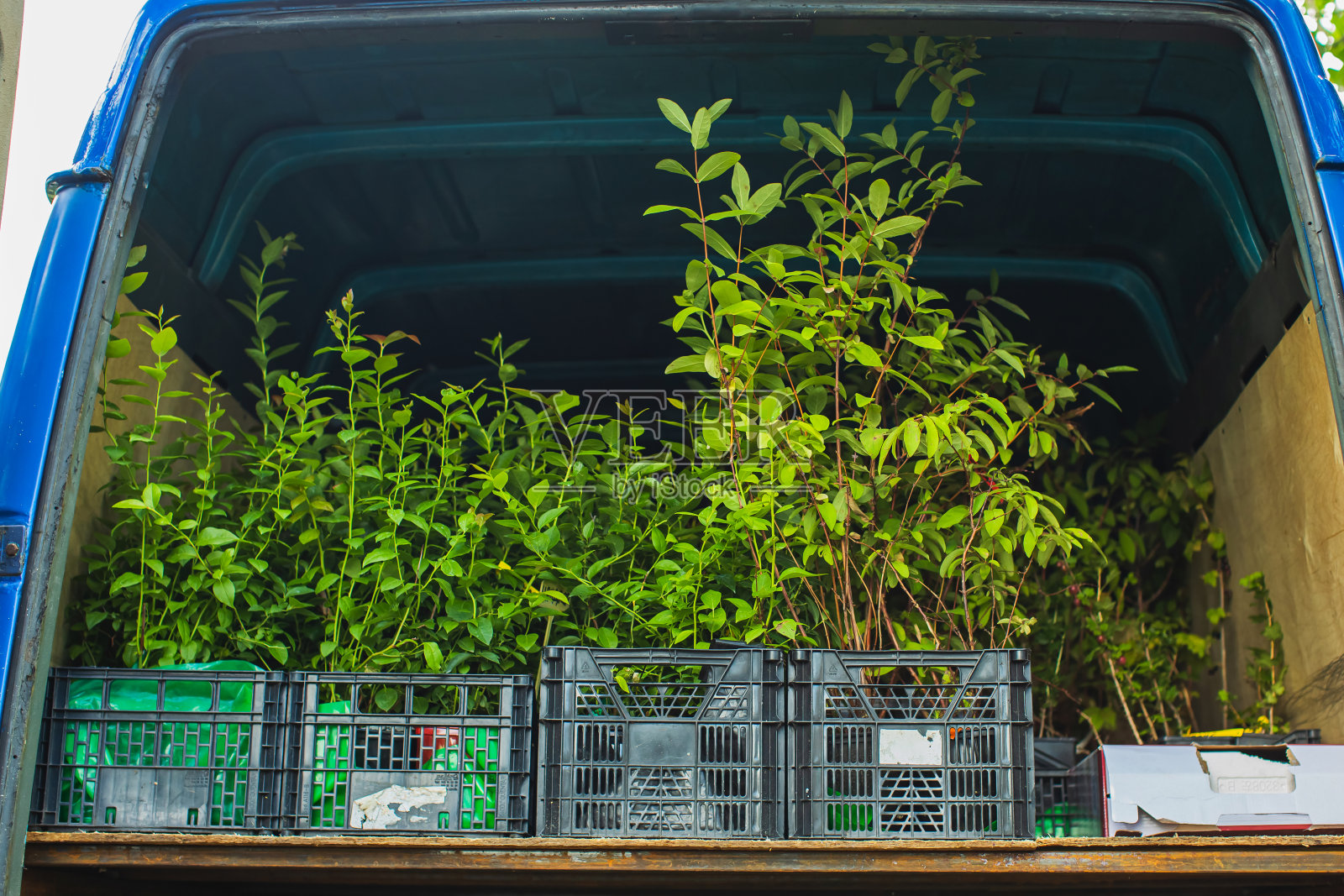 幼苗在箱中运输。农场。园艺。夏天照片摄影图片