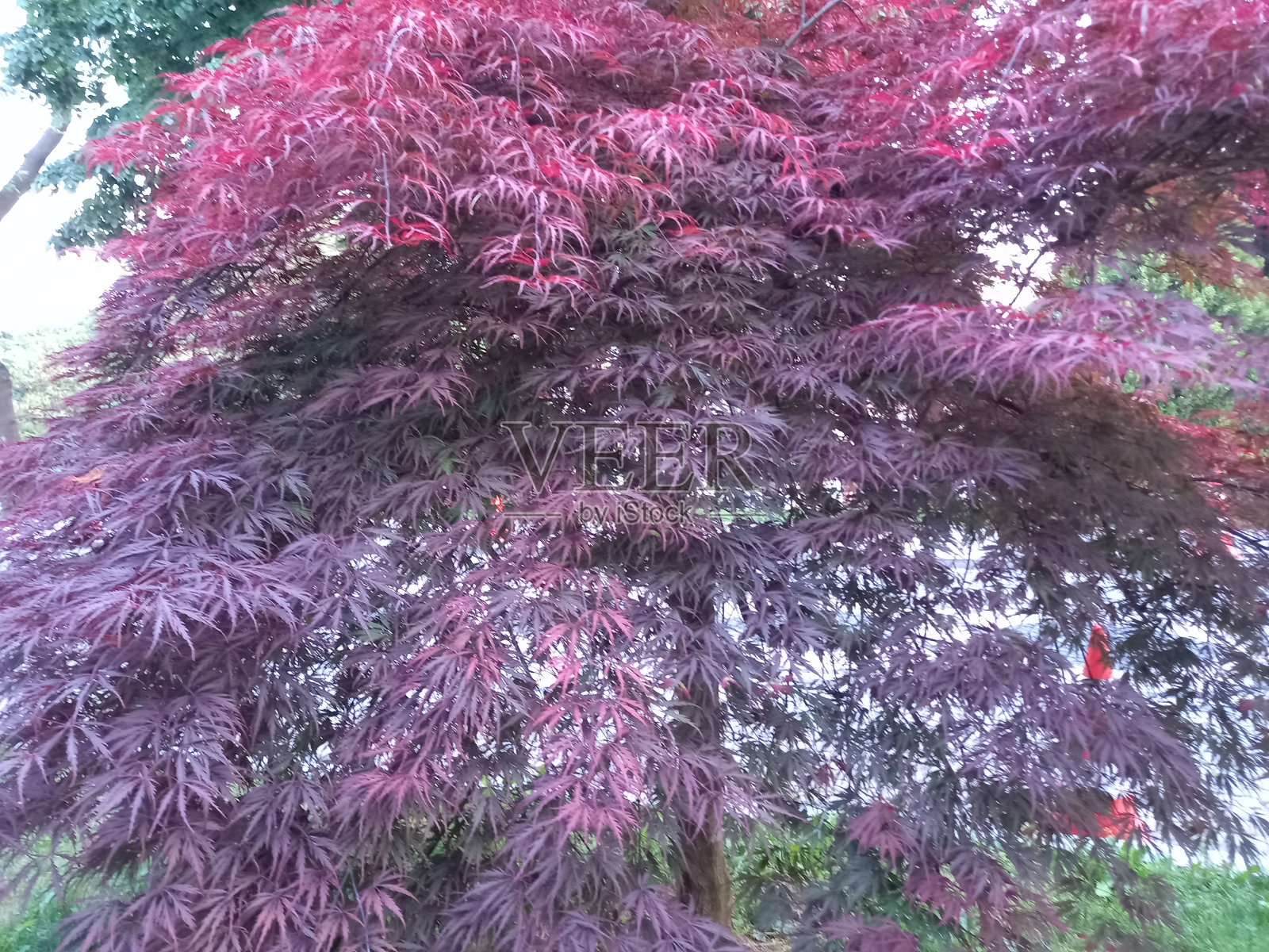 里拉ye<e:1>狗狗guzel照片摄影图片