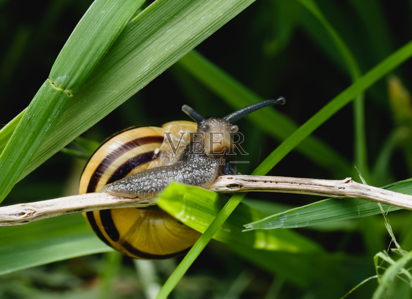 春天花园干叶子上的蜗牛穆勒。褐色壳的软体动物蜗牛在森林里的野草上爬行，夏日公园里的野蛞蝓与清晨的美丽清新自然照片摄影图片