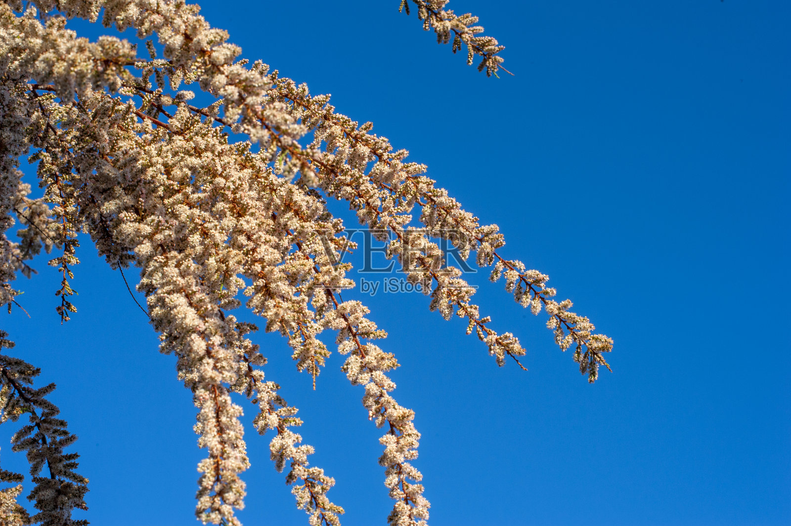 杏树花映着蓝天照片摄影图片