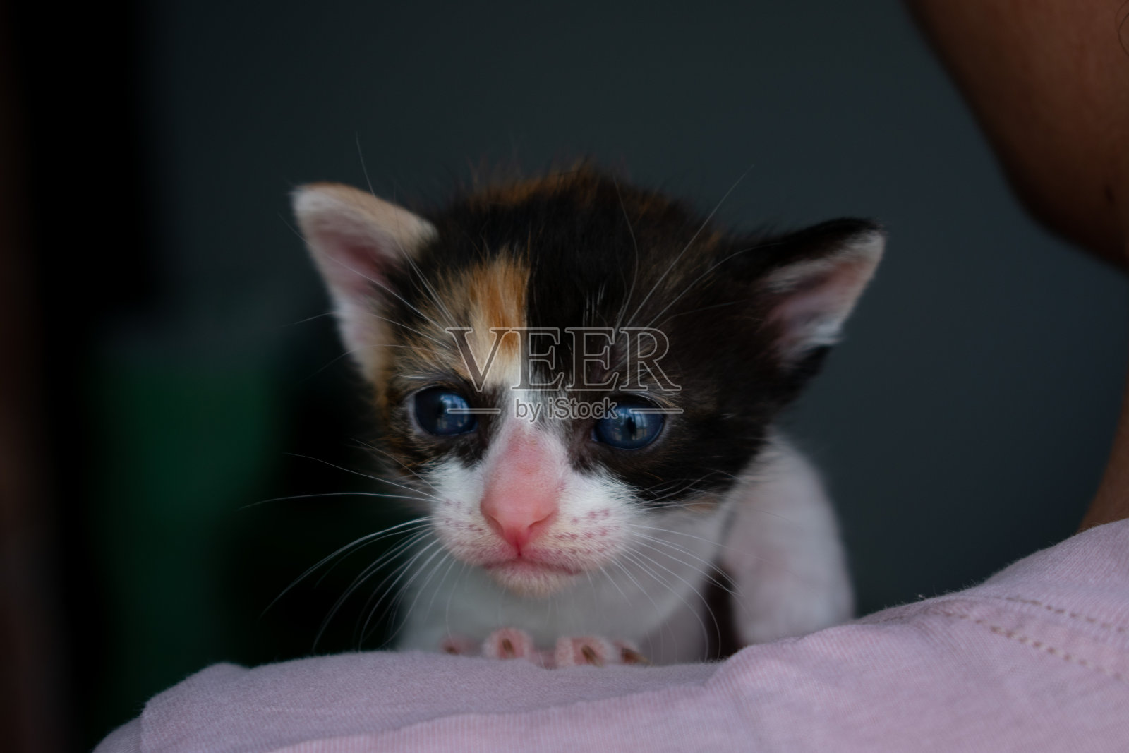 两周大的猫宝宝，看着镜头。一只蓝色眼睛的三色母猫的肖像。小猫的头和爪子盯着。宠物小猫好奇地看着。照片可在网站上找到。照片摄影图片
