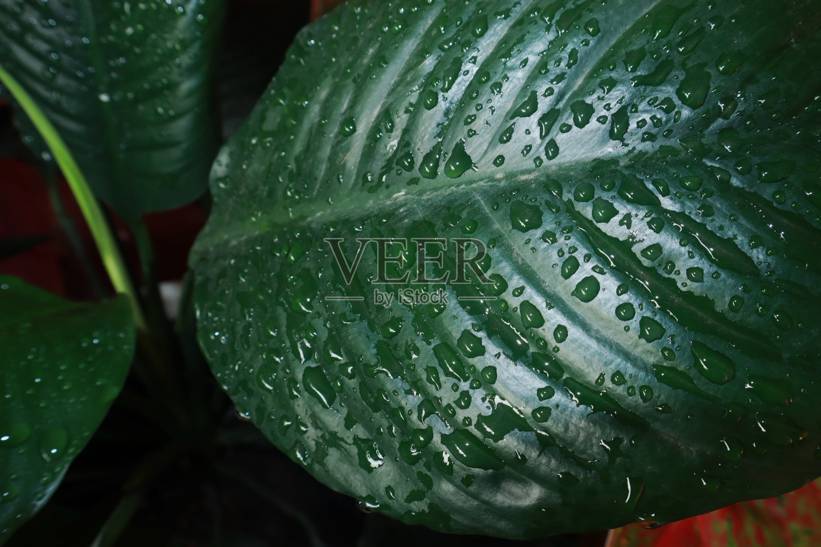 用绿叶做成的创意布局照片摄影图片