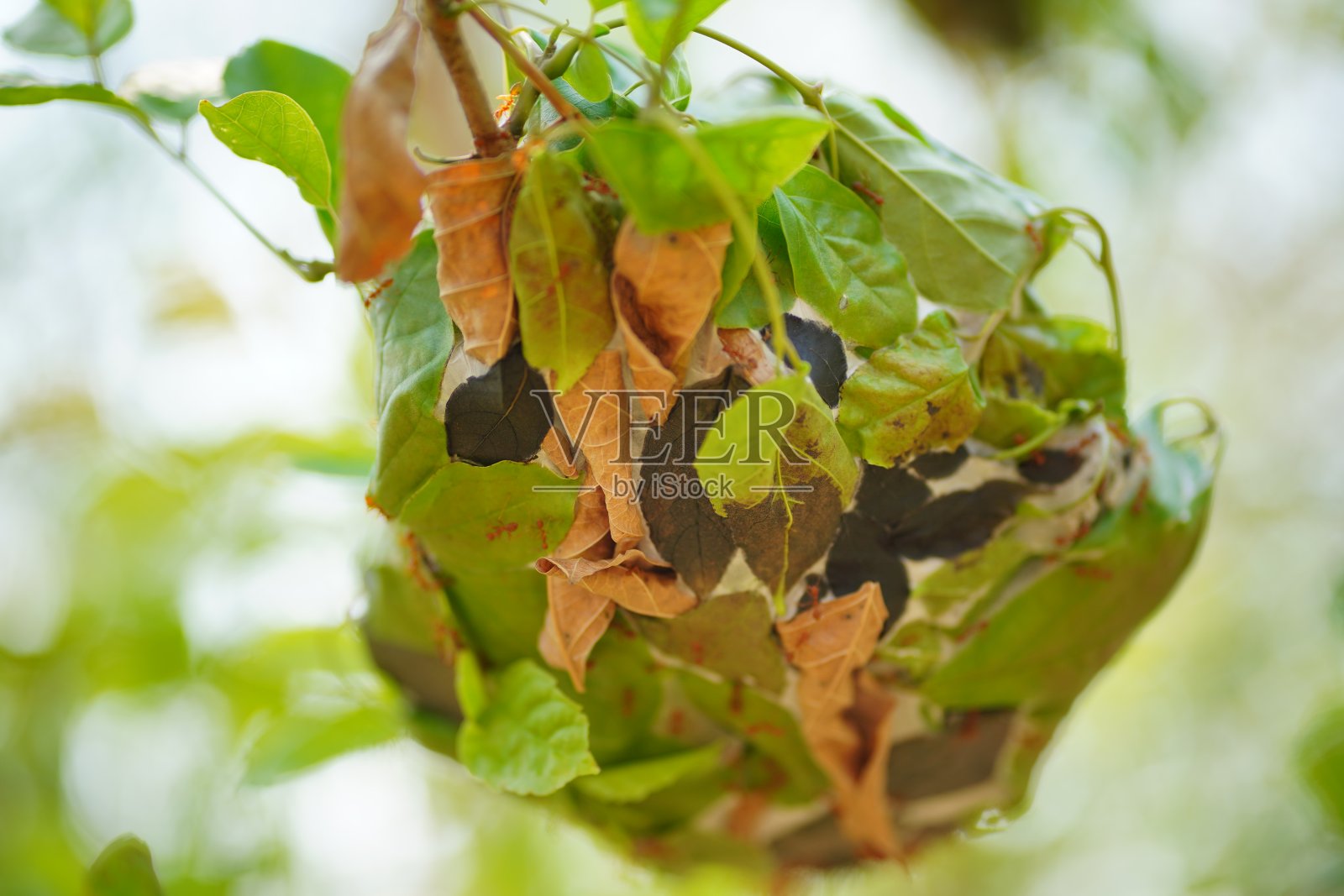 红蚂蚁在树上筑巢照片摄影图片