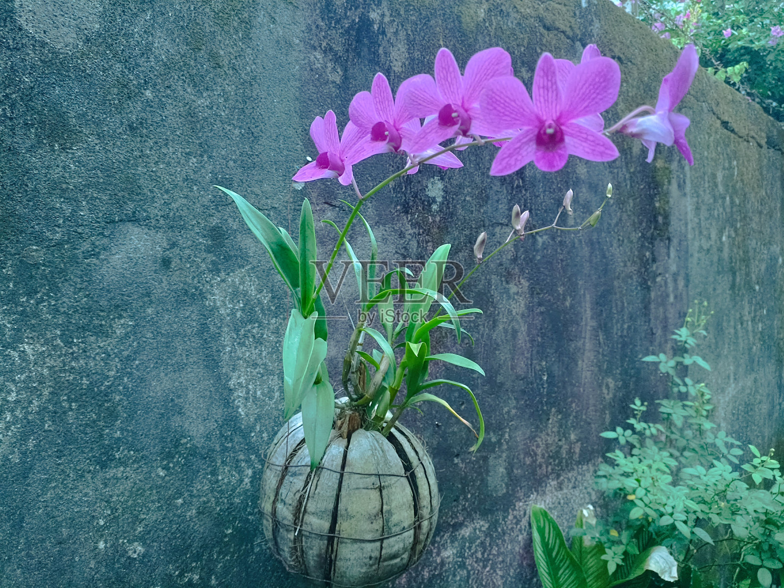 兰花的花照片摄影图片