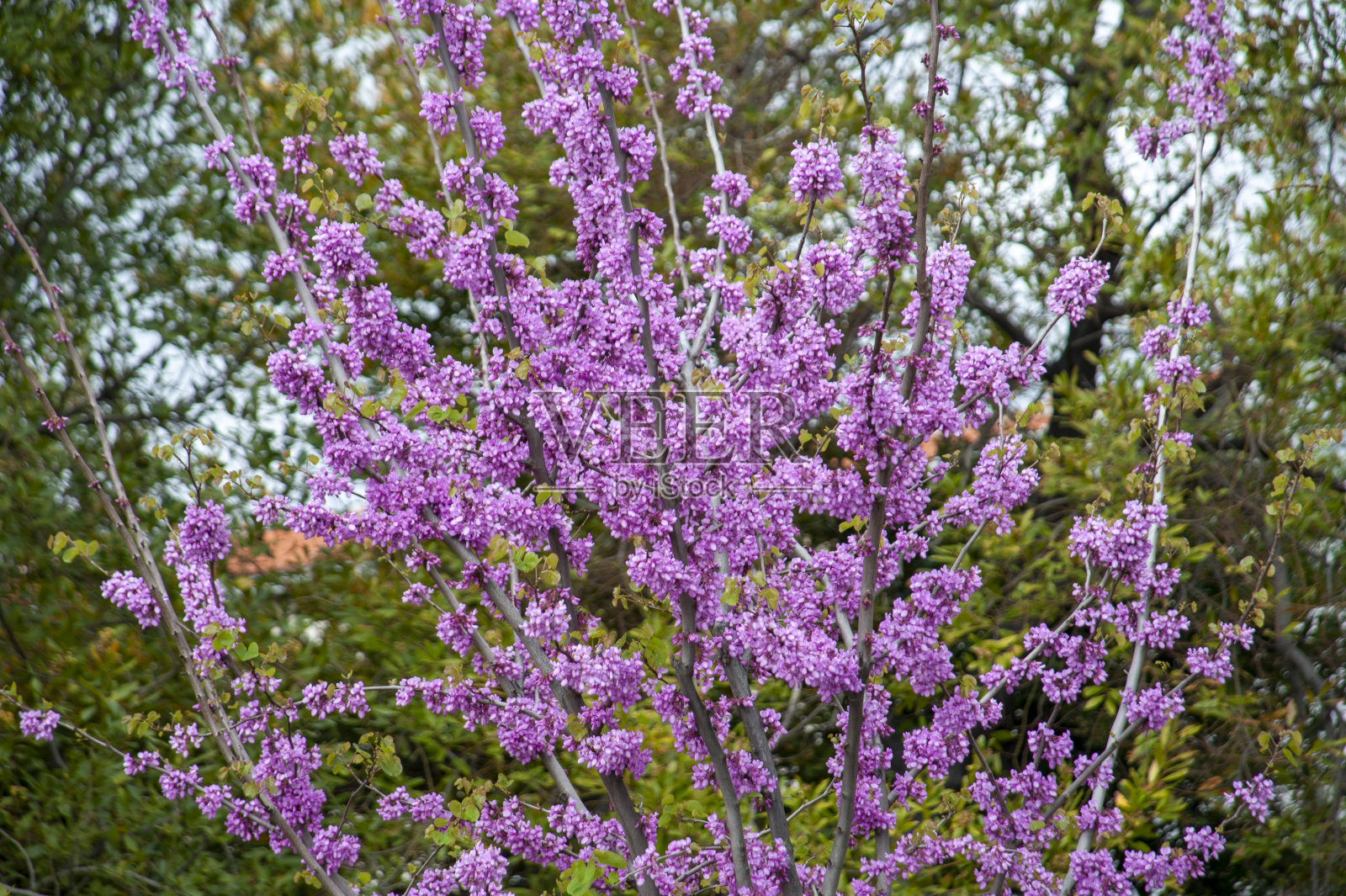 树开花了照片摄影图片