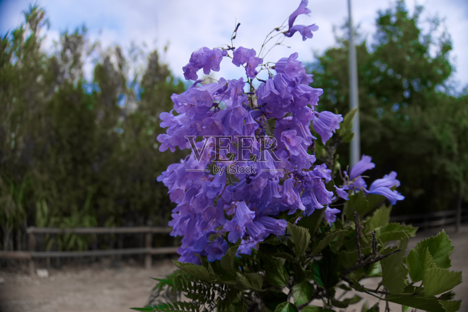 花照片摄影图片
