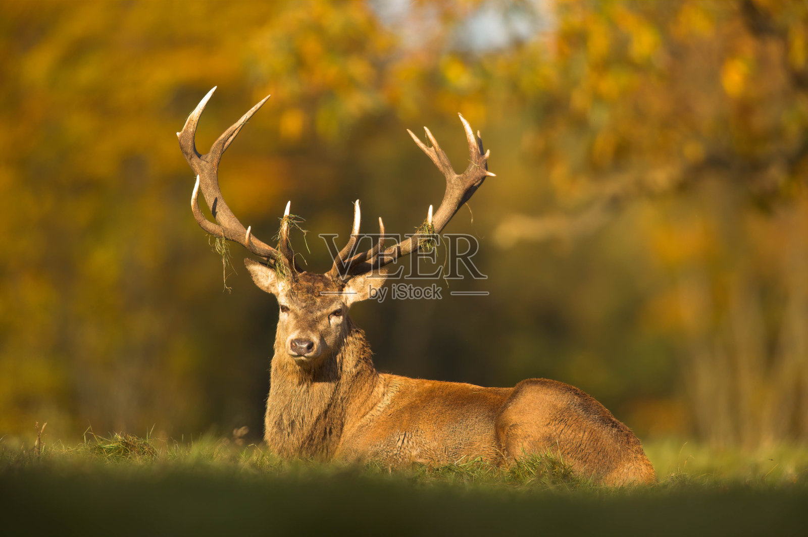 红鹿鹿角照片摄影图片