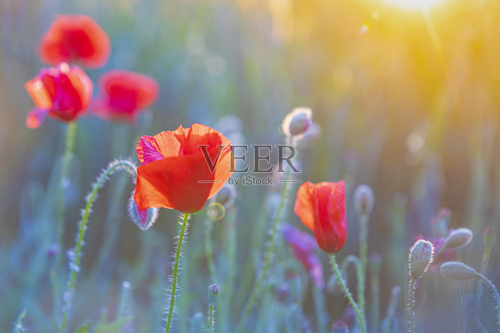 小麦田中日落时分的罂粟花田细节照片摄影图片