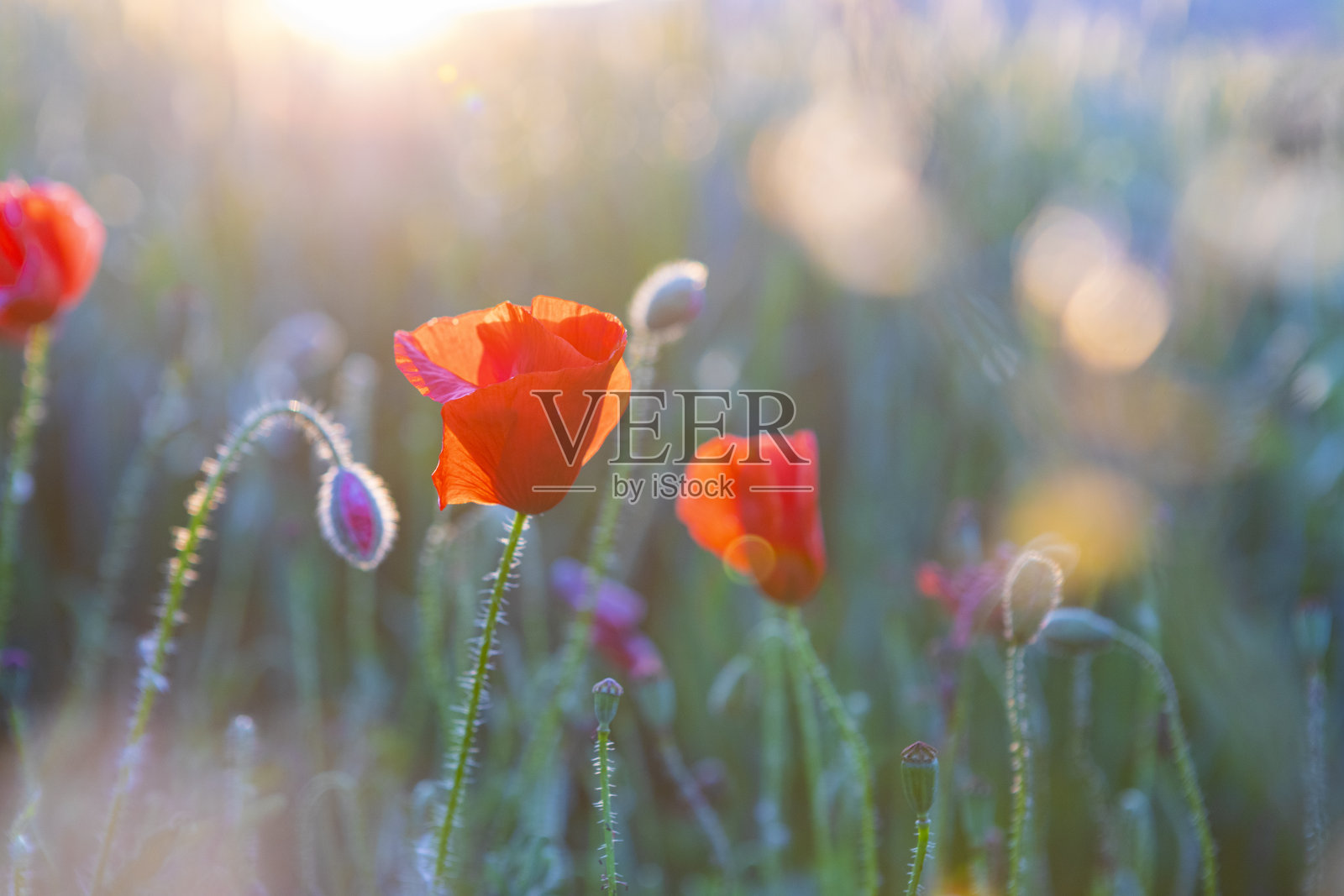 小麦田中日落时分的罂粟花田细节照片摄影图片