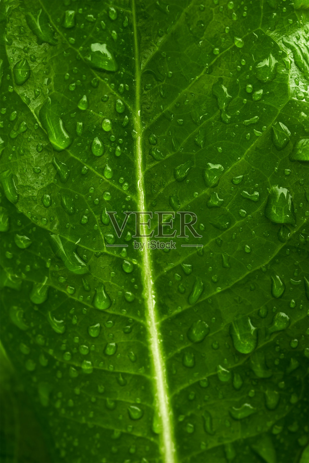 绿叶上有许多水滴。自然绿色表面纹理背景。环境保护和可持续资源的理念。照片摄影图片