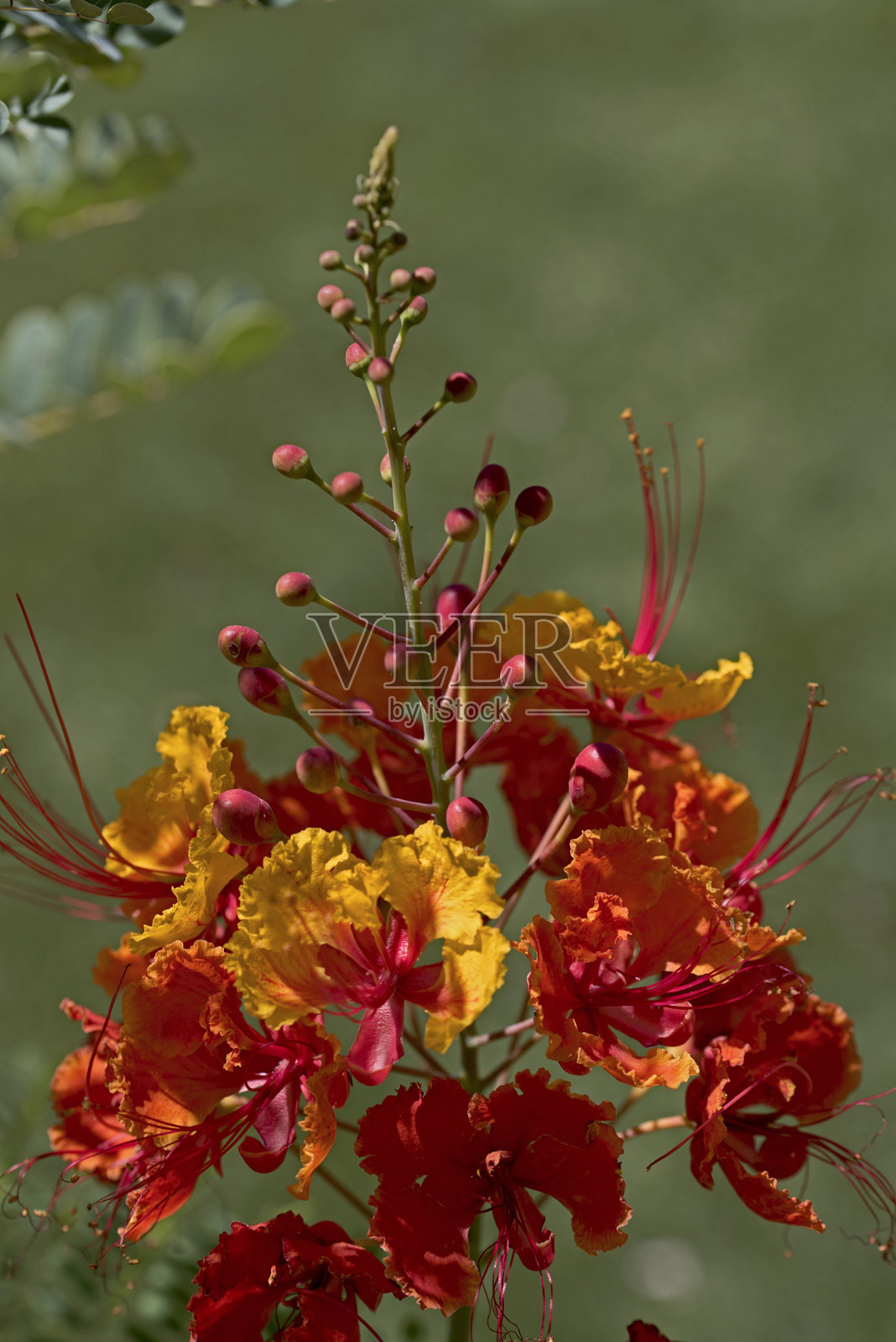 天堂鸟在春天开花照片摄影图片