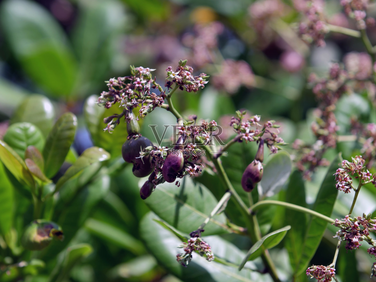 小腰果照片摄影图片