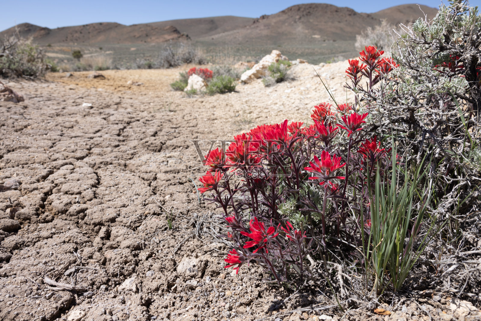 Castilleja在沙漠中盛开照片摄影图片