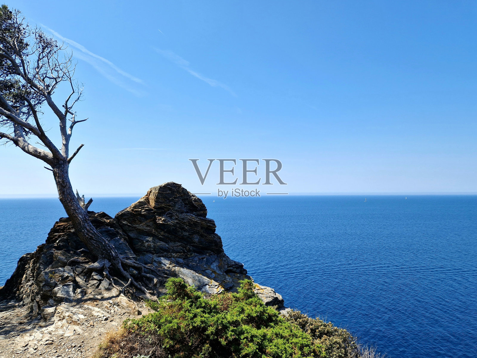 孤独的松树在岩石上的陡峭悬崖，在海岸蔚蓝海岸在法国-清澈的蓝色的水和树木在陡峭的悬崖在阳光明媚的春日照片摄影图片