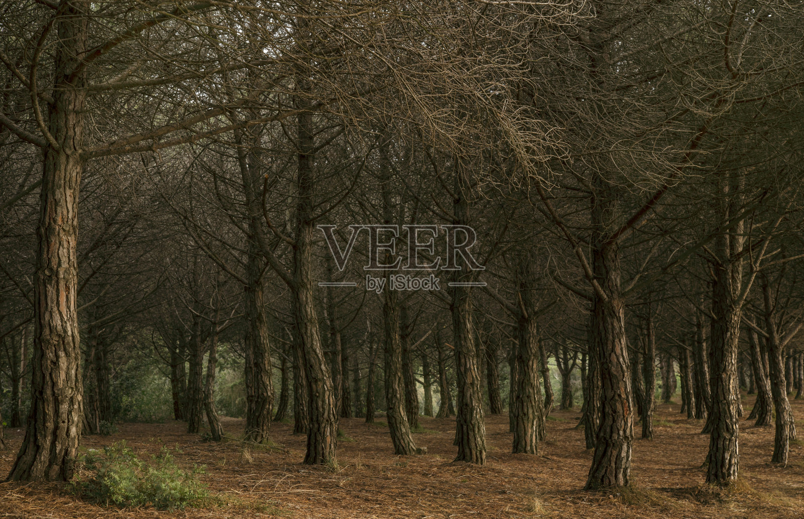 秋天美丽的松林。照片摄影图片