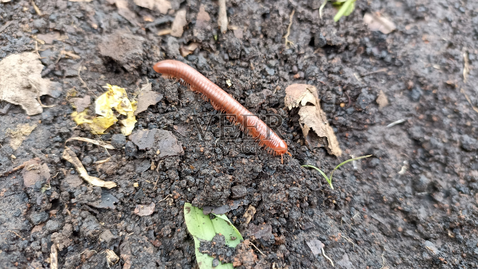 生活在后花园里的野生千足虫照片摄影图片