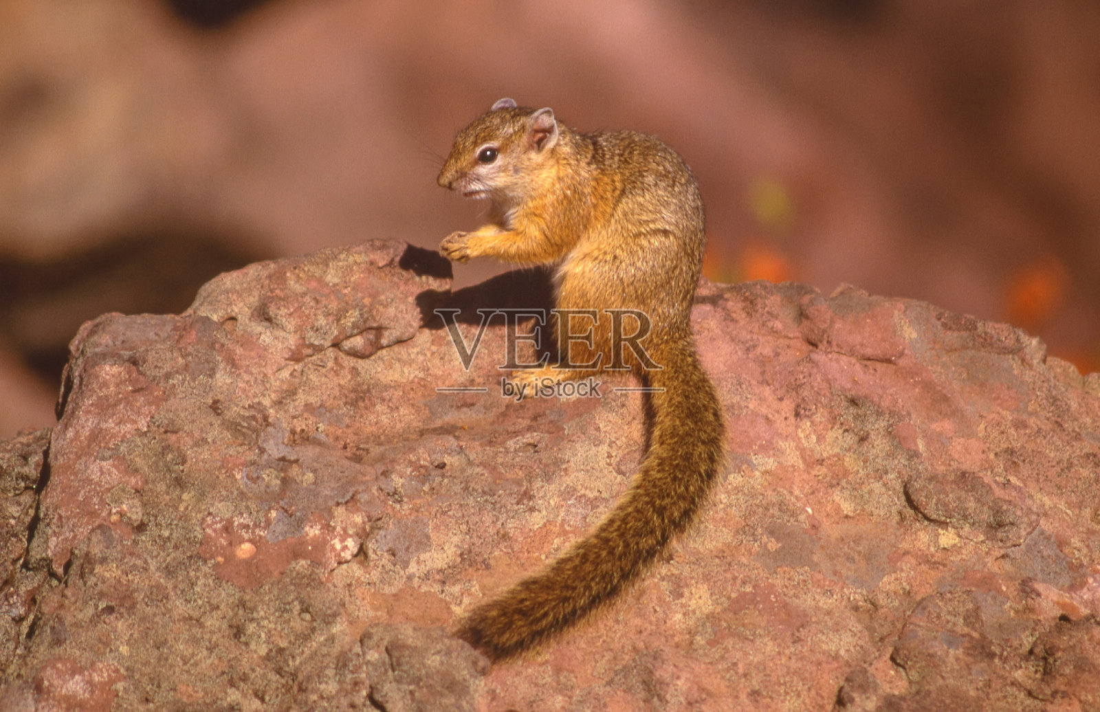 克鲁格公园的树松鼠照片摄影图片