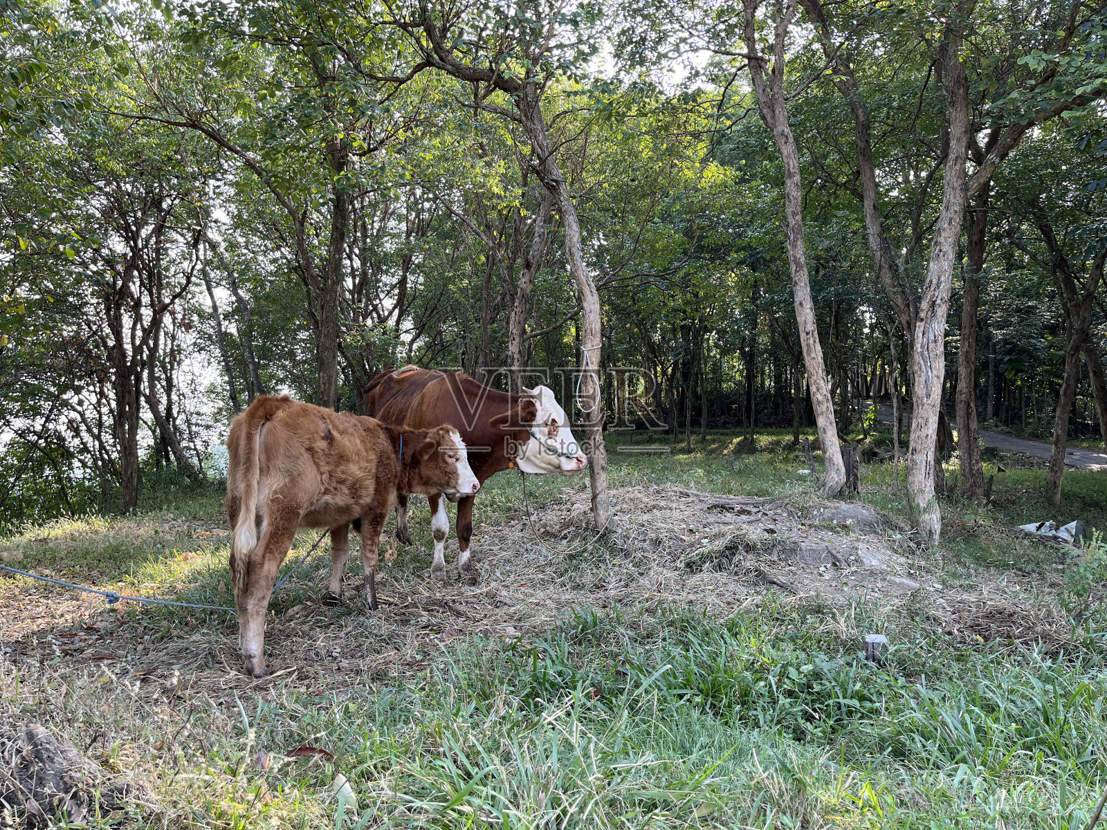 两头奶牛在乡下的草地上照片摄影图片