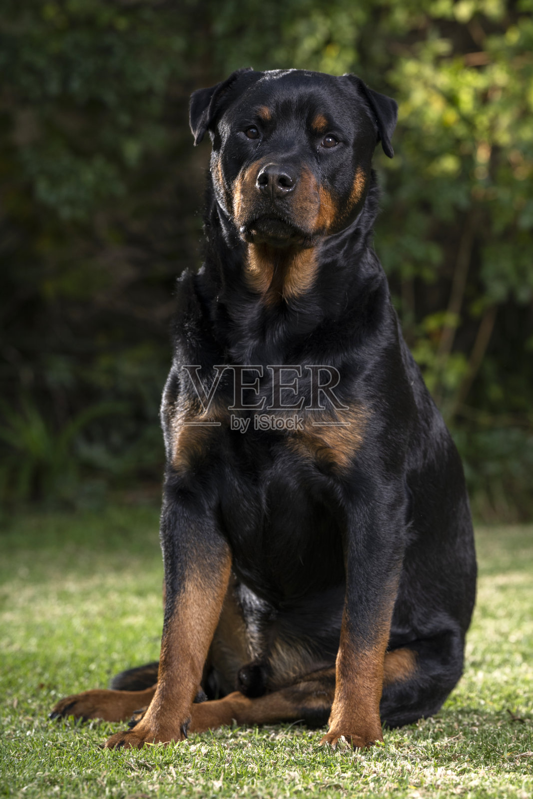 令人惊叹的骄傲成年雄性罗威纳犬坐在草地上摆姿势拍照照片摄影图片