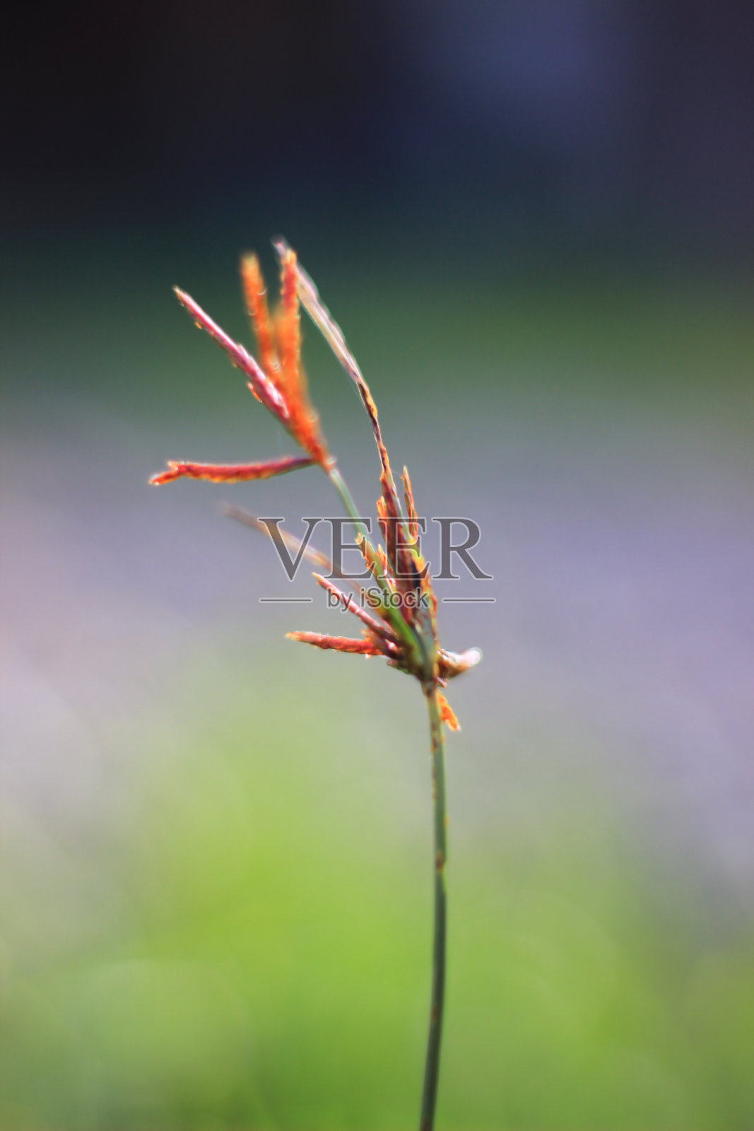 黄草与模糊的背景照片摄影图片