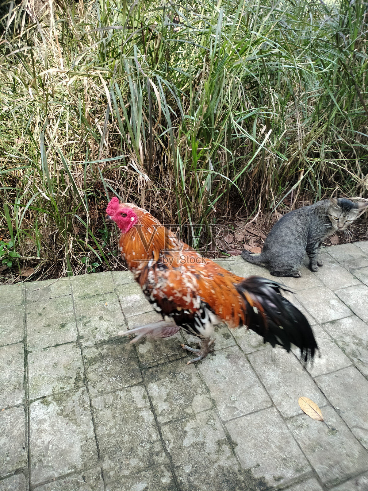 鸡照片摄影图片