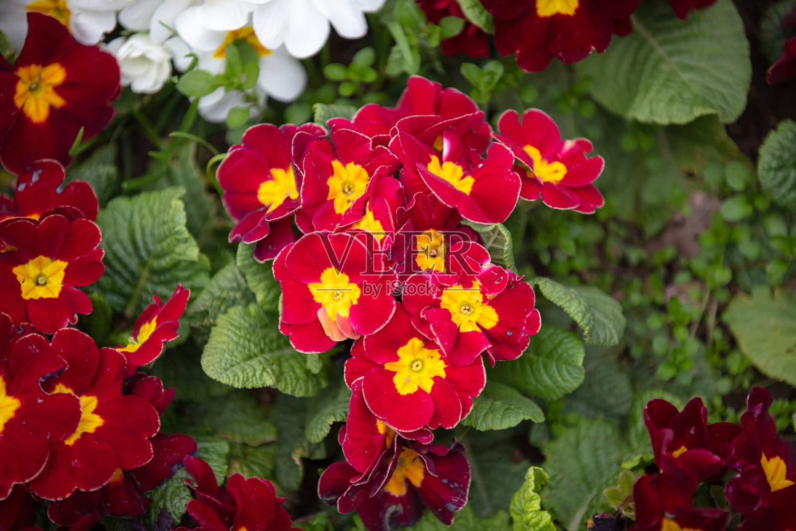 红色和黄色的花。照片摄影图片