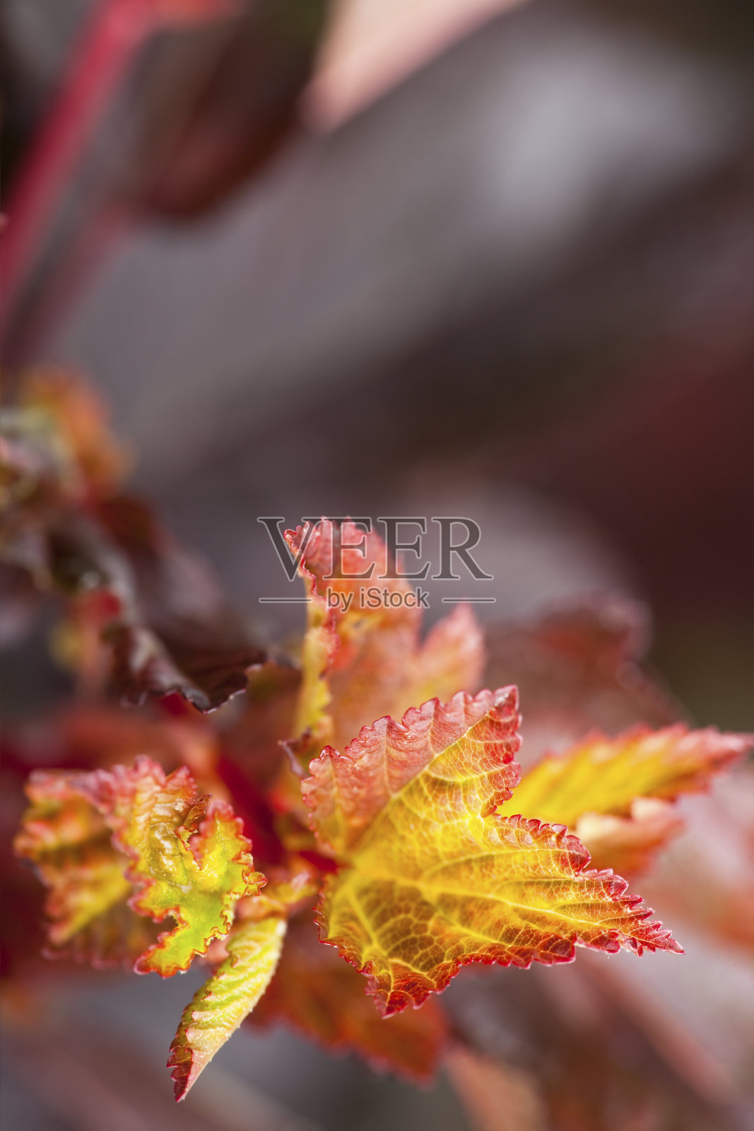 近距离观察九楝树的叶子照片摄影图片