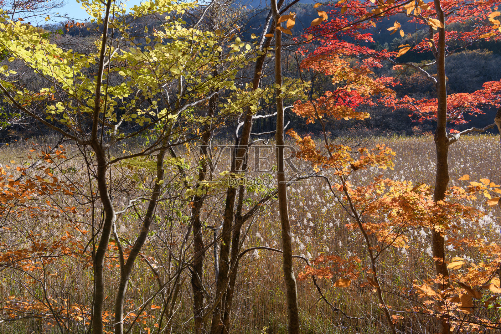 大沼公园的秋叶照片摄影图片
