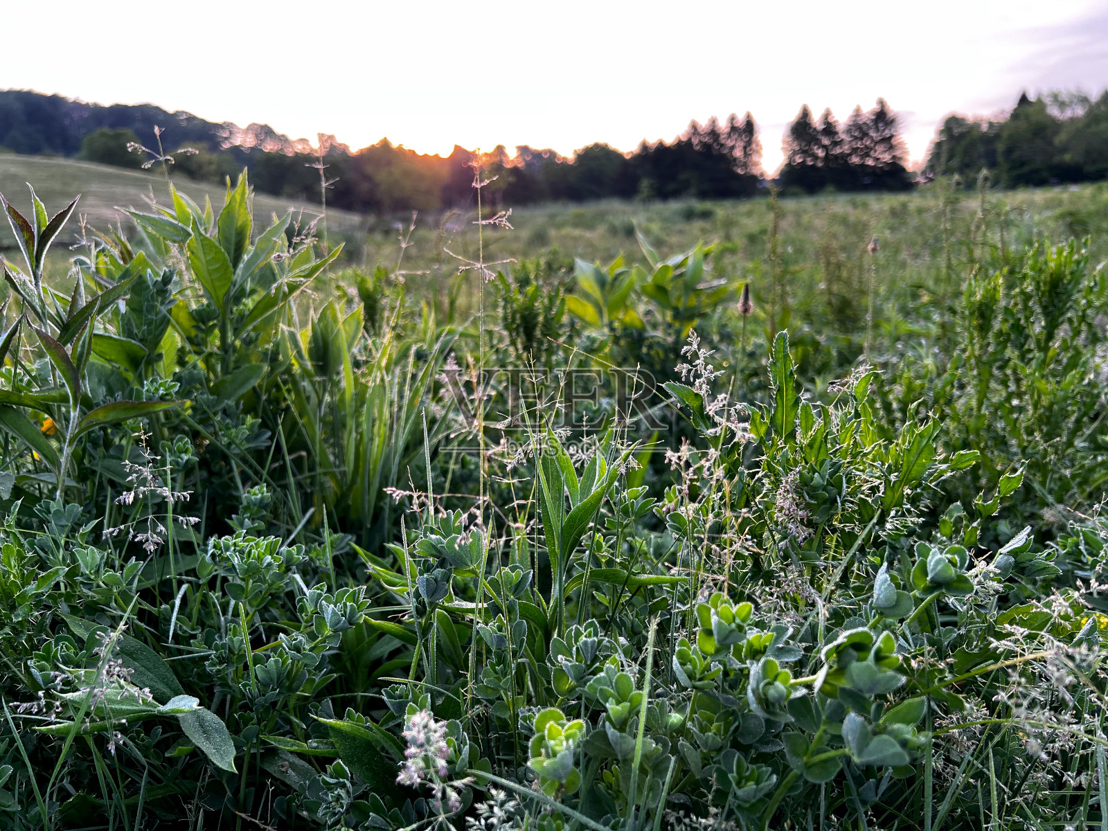 草地特写照片摄影图片