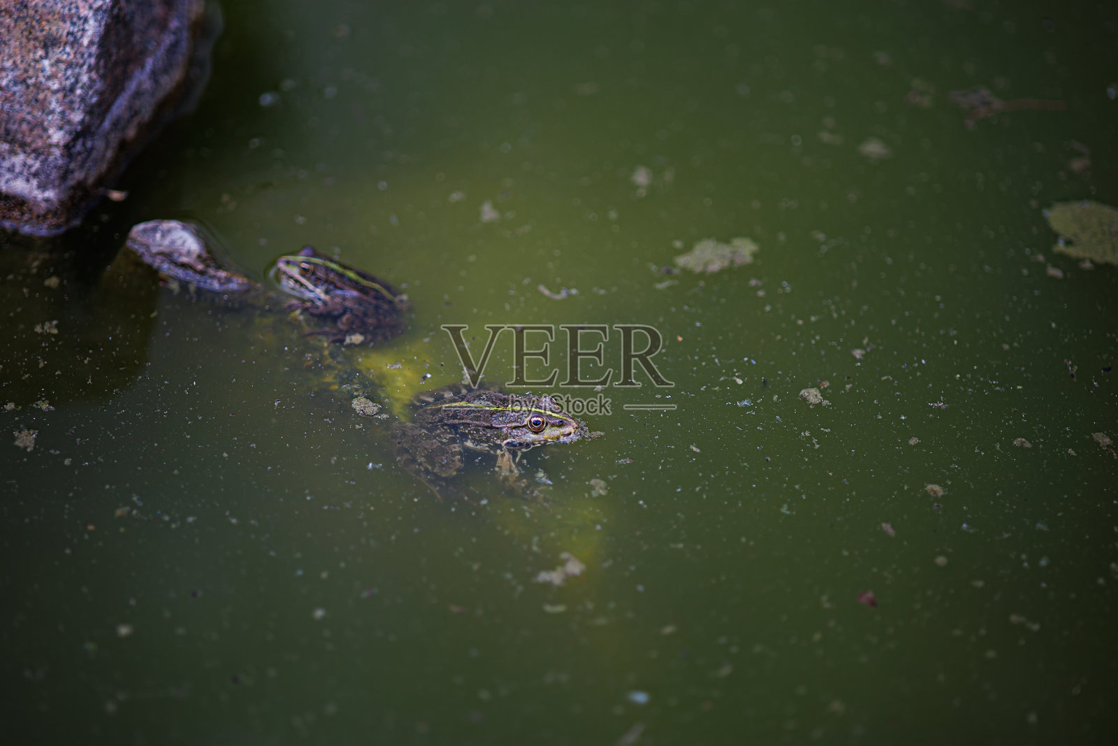 癞蛤蟆躲在一片绿色的沼泽里照片摄影图片