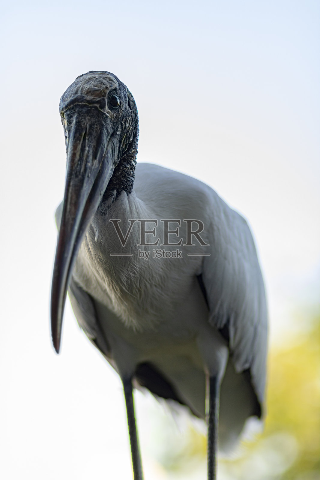 你好，在那里照片摄影图片