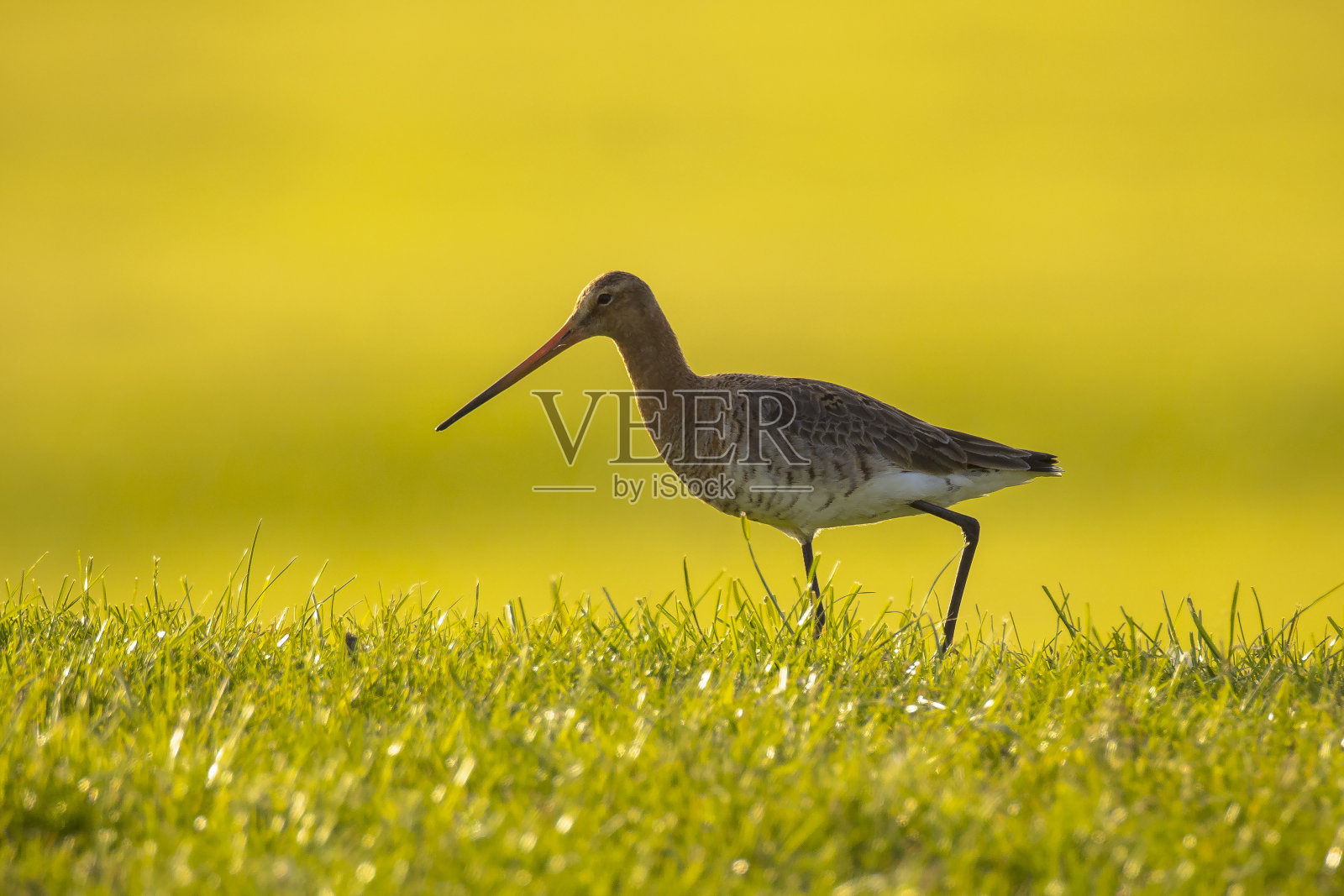 黑尾金丝雀Limosa Limosa在绿色草地上觅食照片摄影图片