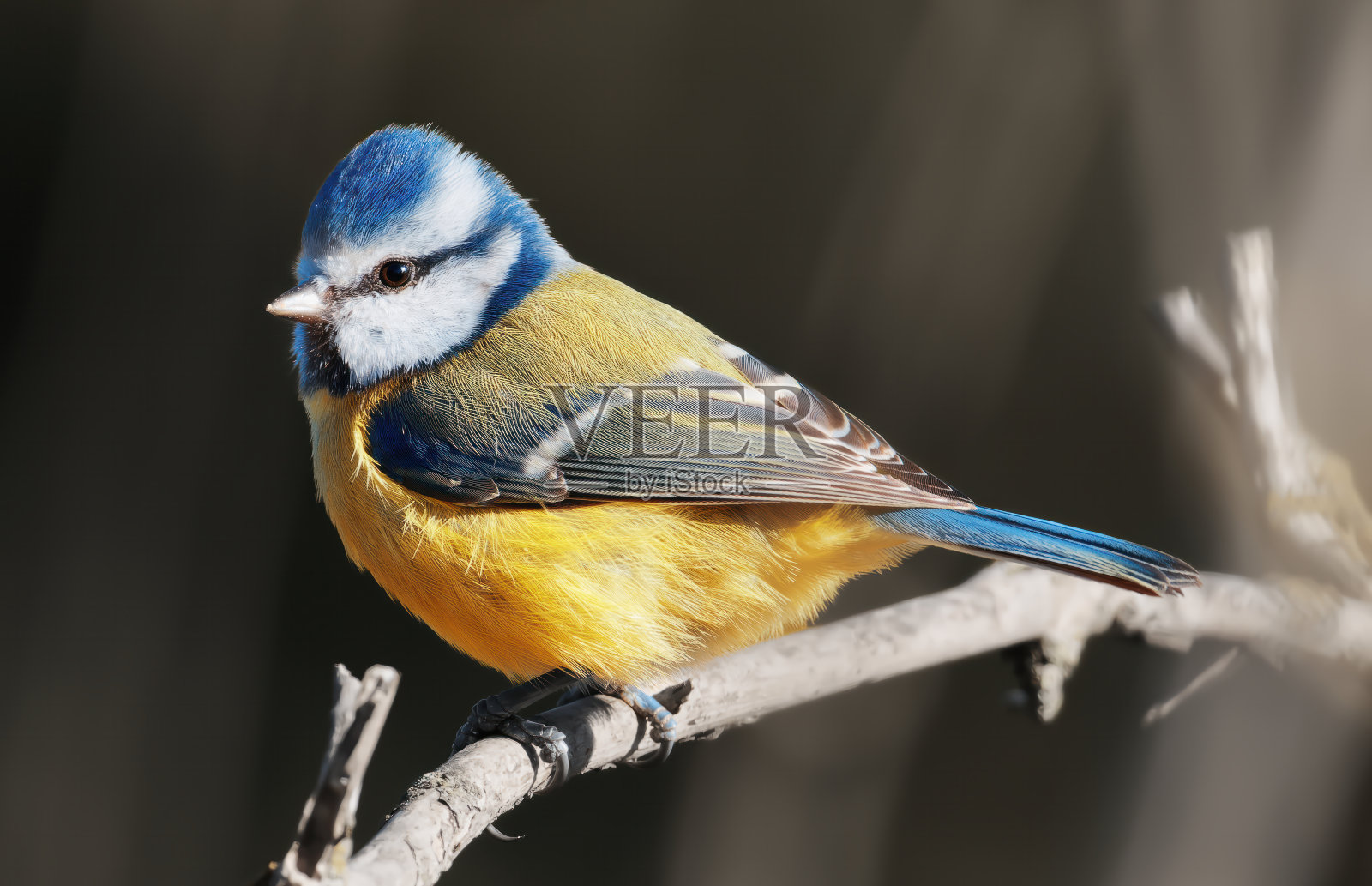 蓝山雀栖息在树枝上，光线明亮照片摄影图片