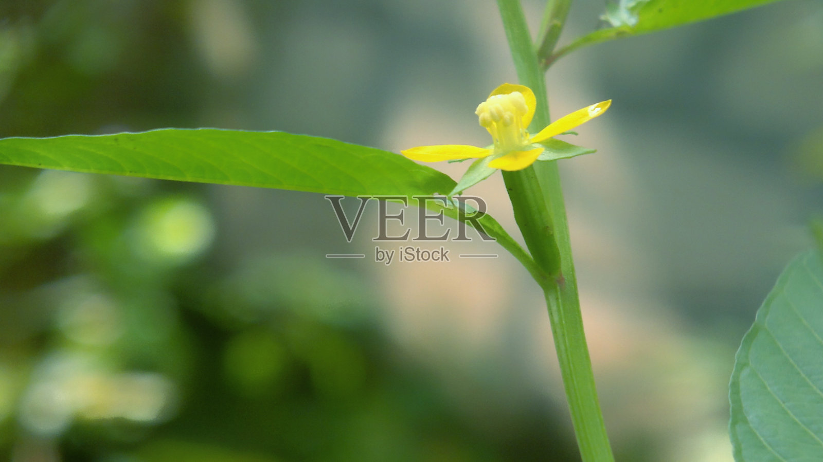 一个生动的特写，野花在其自然美，辐射新鲜与郁郁葱葱的绿叶和明亮的黄色花朵。照片摄影图片