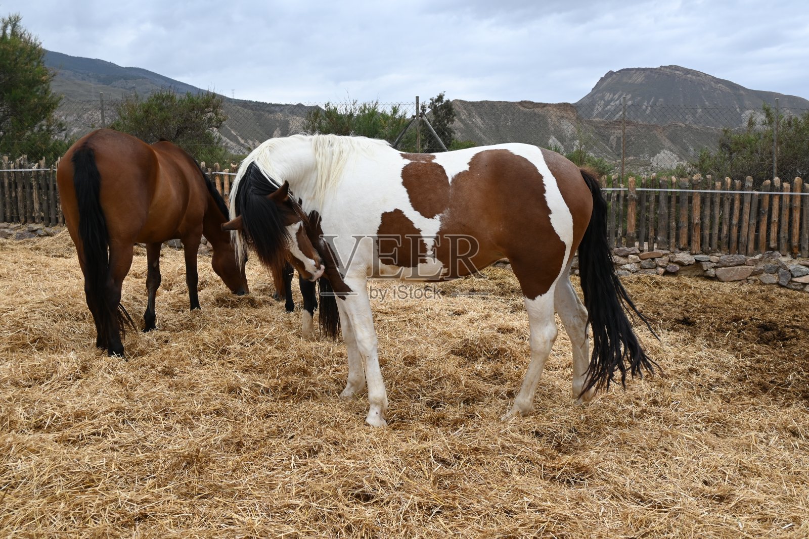 棕色和白色的马在马厩里的照片照片摄影图片
