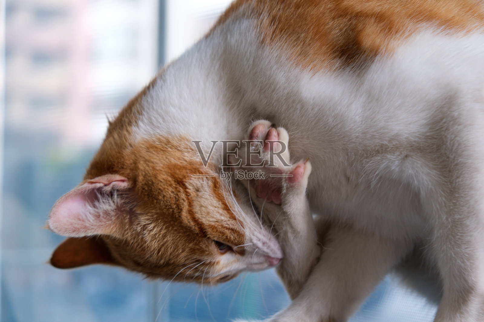 黄色街猫和家猫宠物动物照片摄影图片