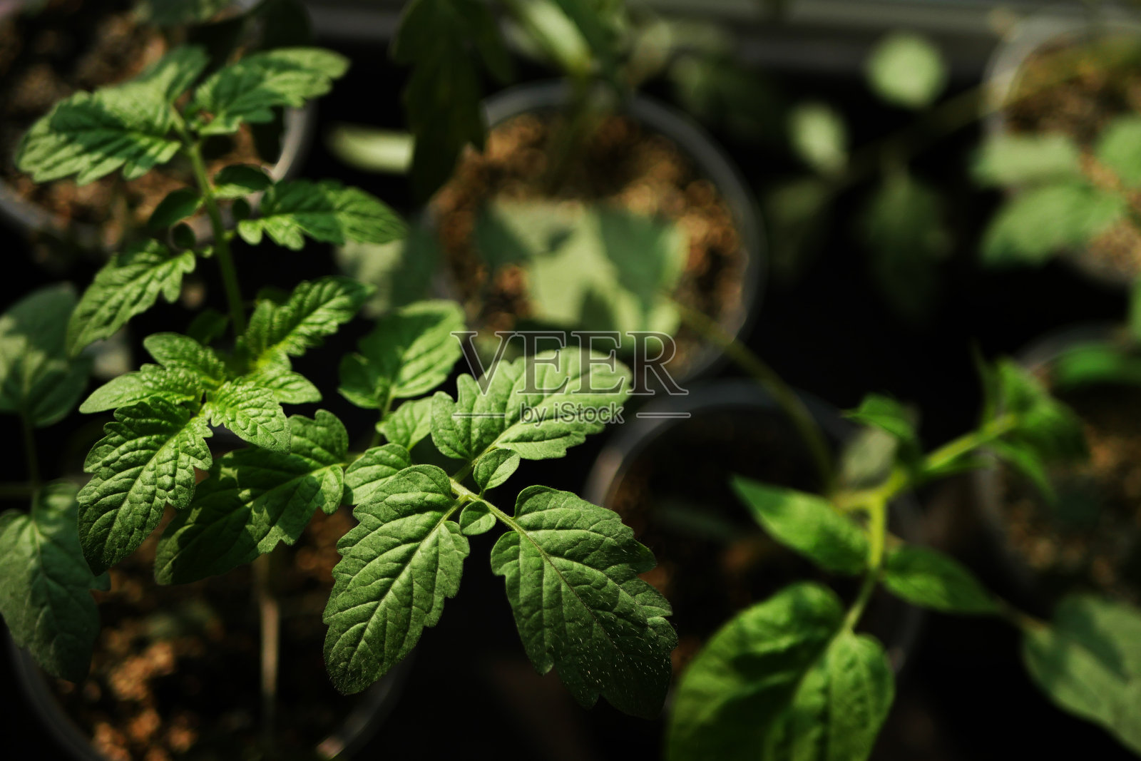 俯瞰番茄植株。照片摄影图片