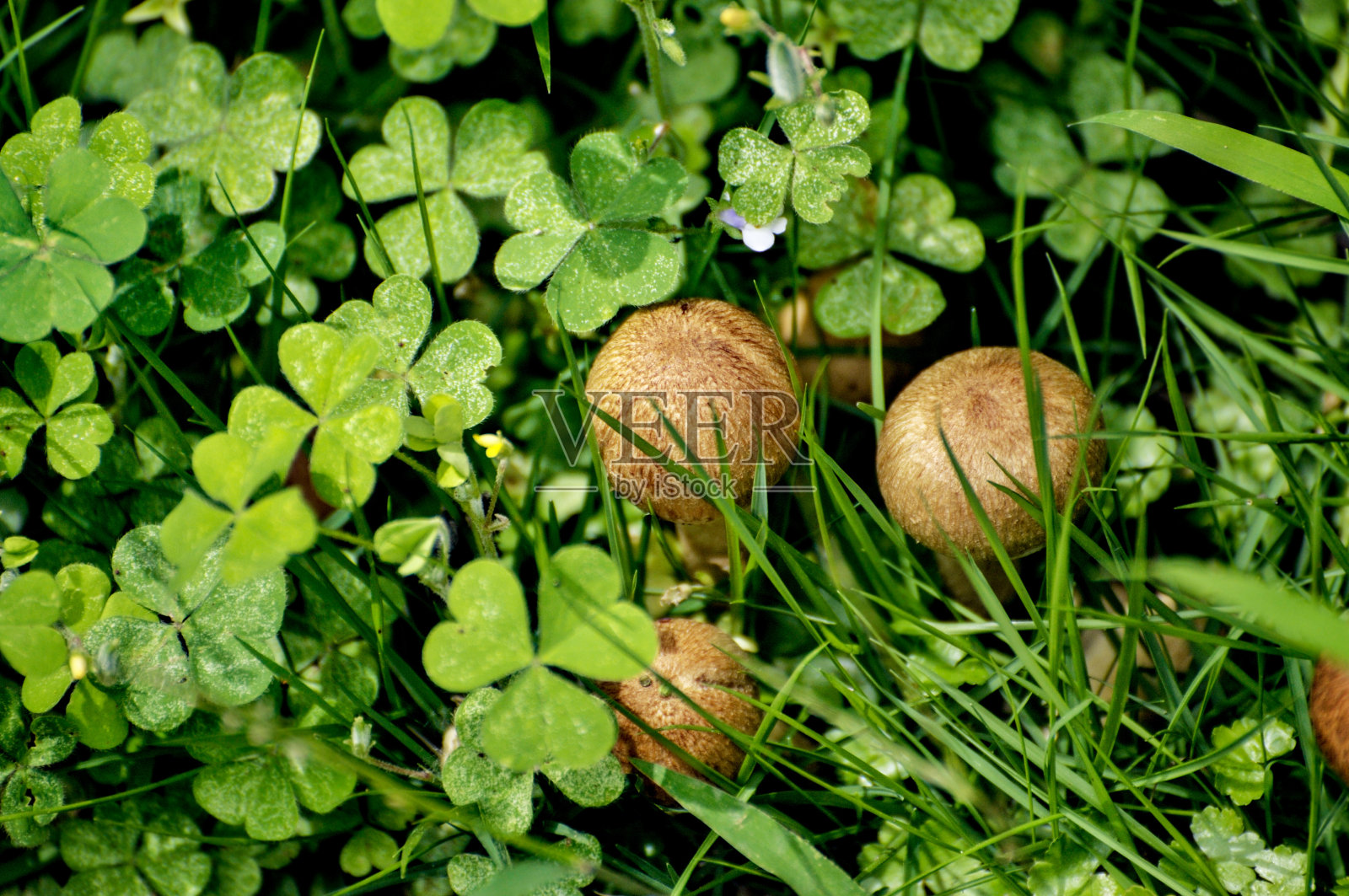 草里的蘑菇照片摄影图片