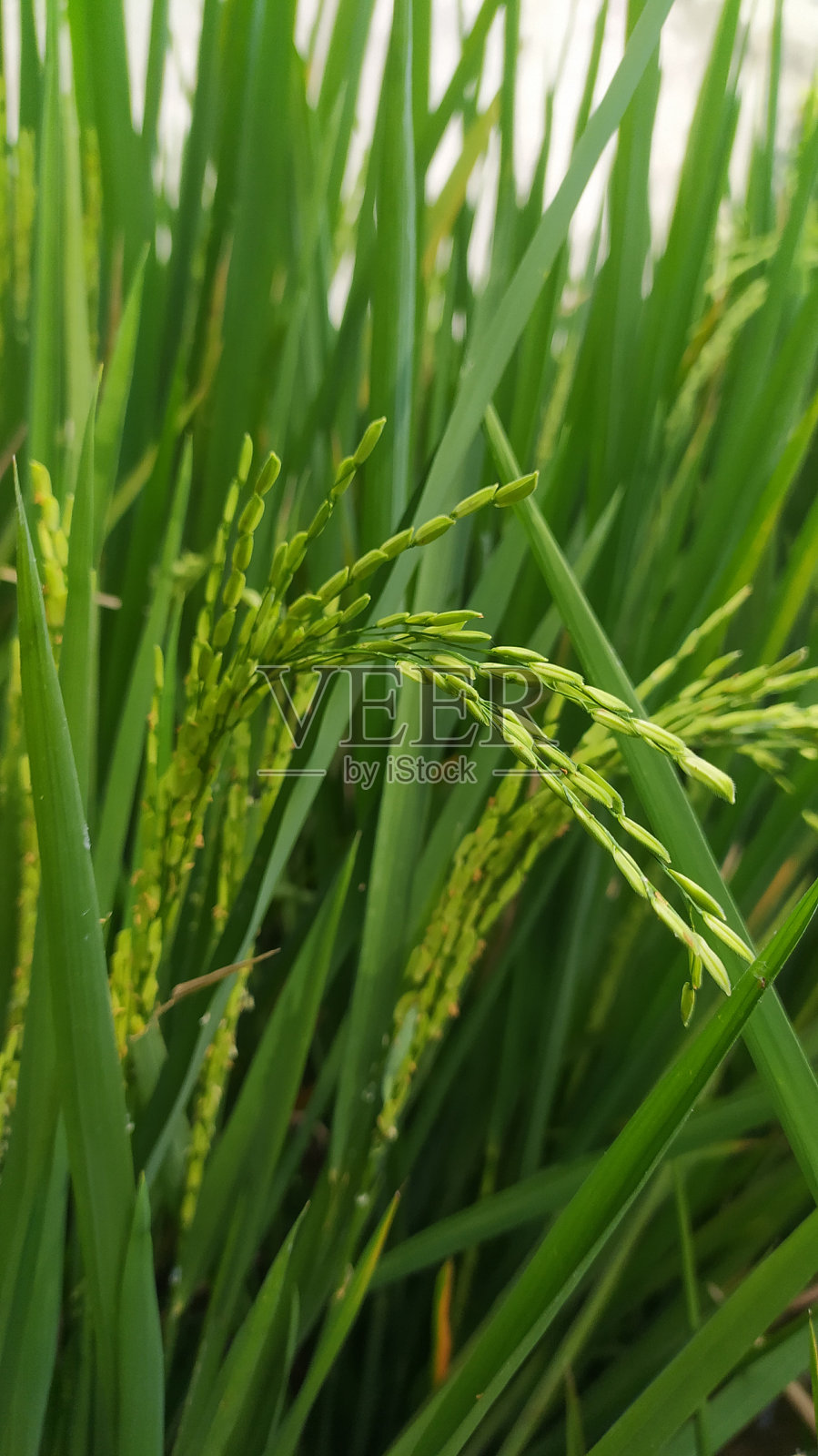 水稻照片摄影图片