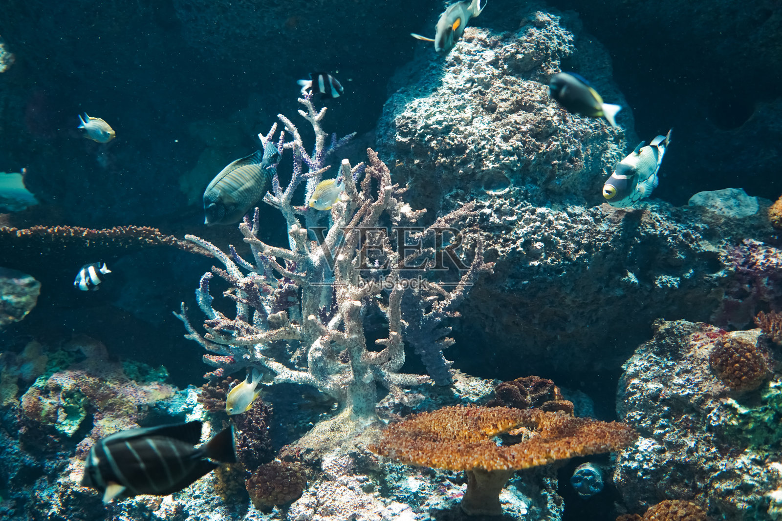 有珊瑚和植物在水下游泳的鱼照片摄影图片