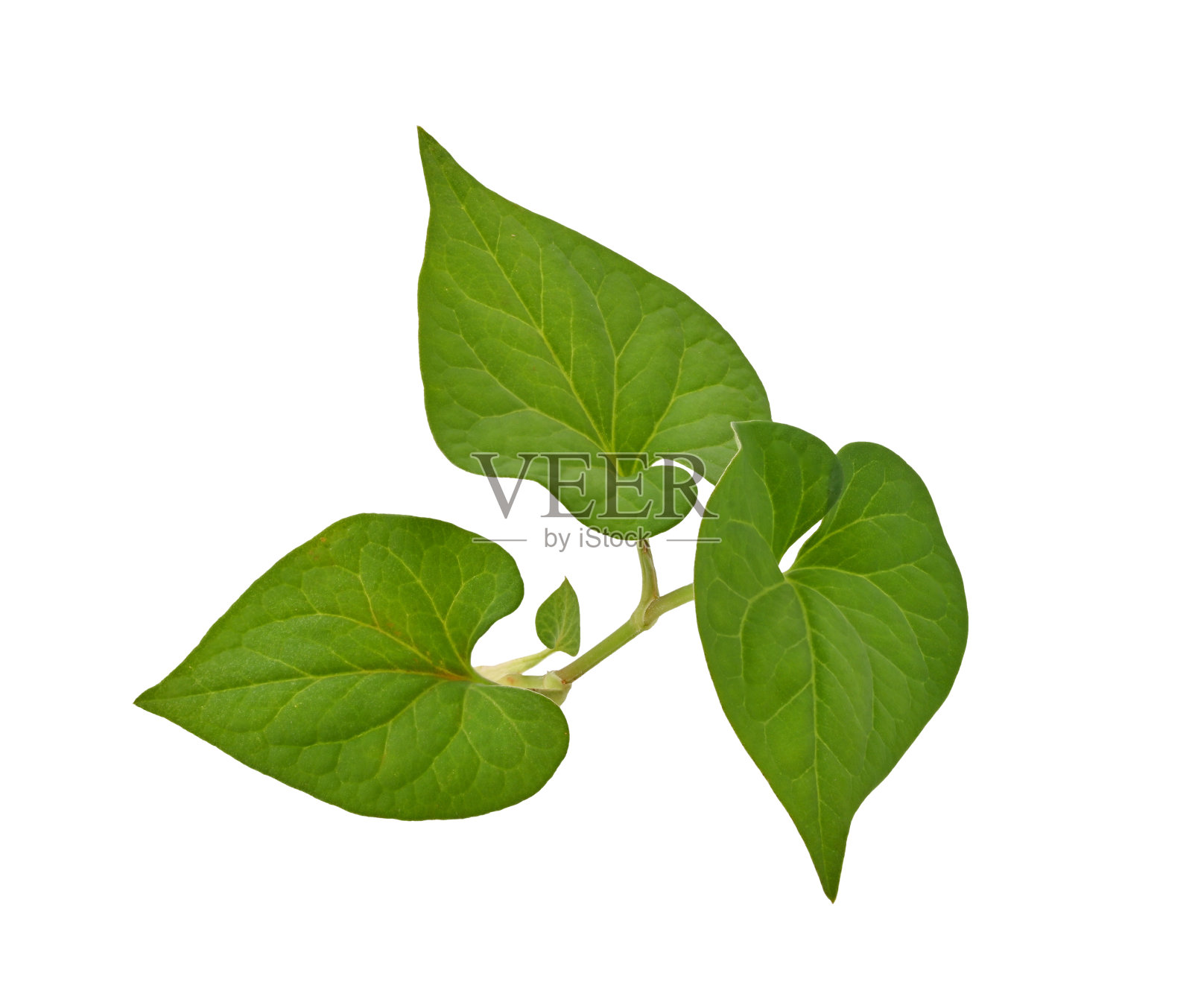 白底的鱼腥草(Houttuynia cordata Thunb.照片摄影图片