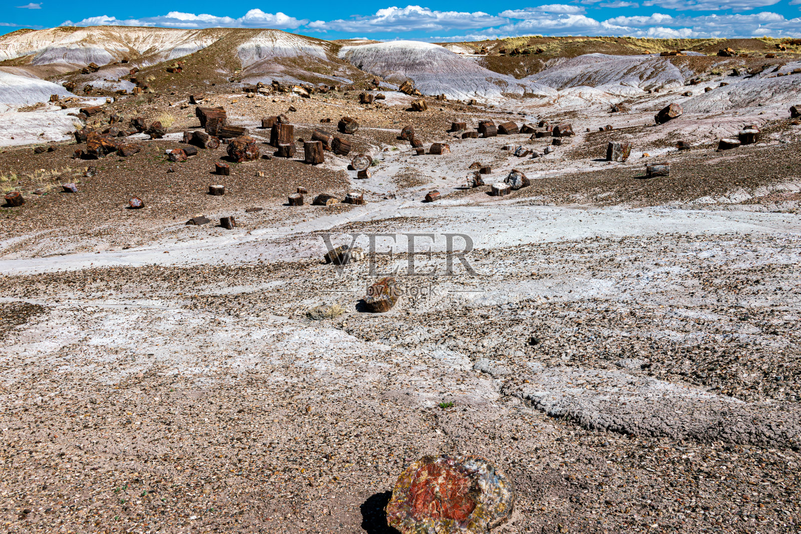 石化森林国家公园里的石化树照片摄影图片
