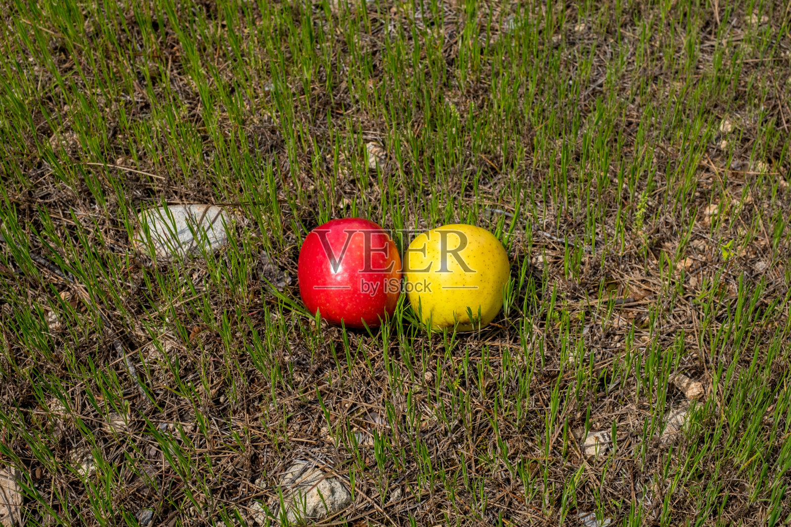 春天草地上的红苹果和黄苹果照片摄影图片