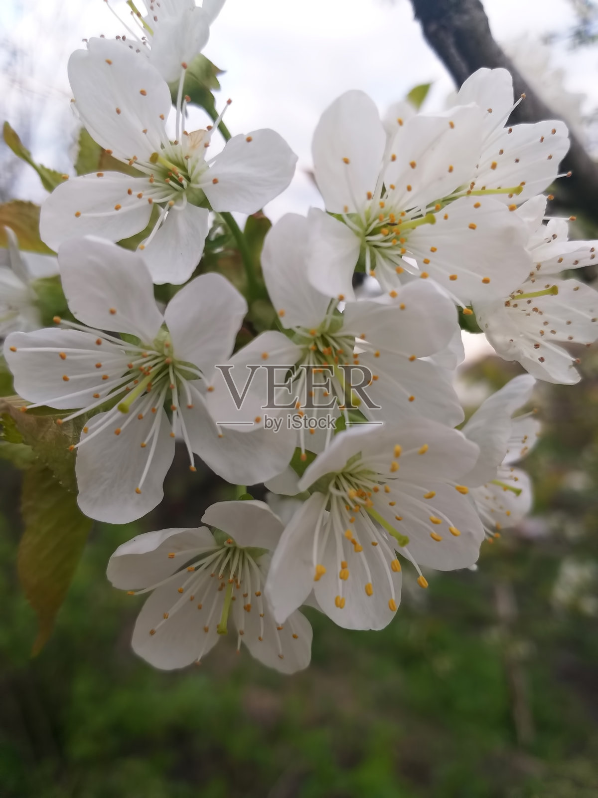 春天的背景:樱花盛开。有选择性的重点。照片摄影图片