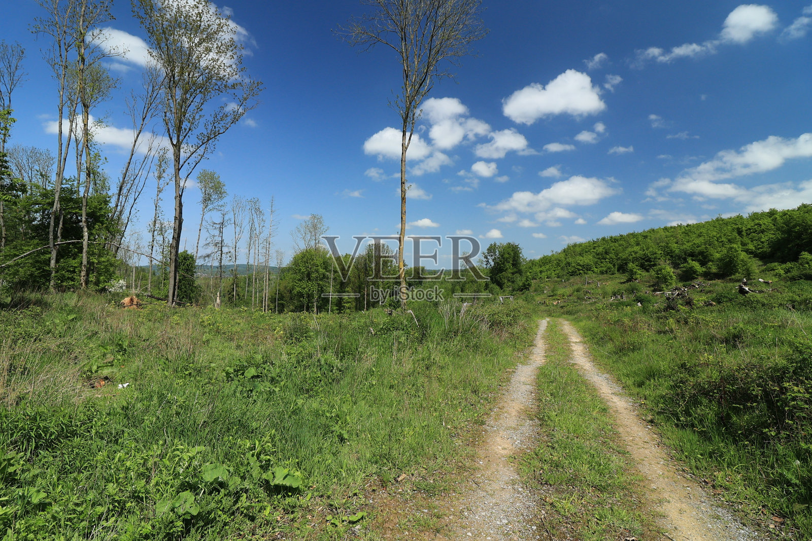 美丽的春日，在索尔兰的巴尔夫照片摄影图片