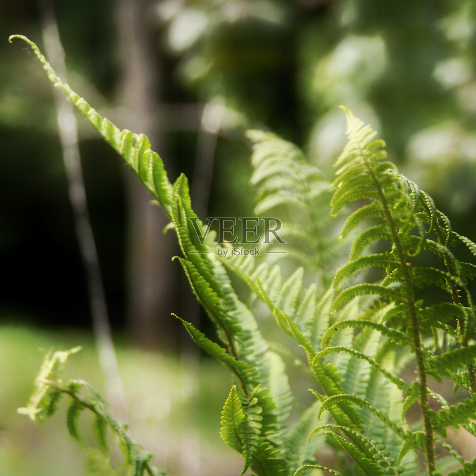 烈士墓Barrhill村南艾尔郡。照片摄影图片